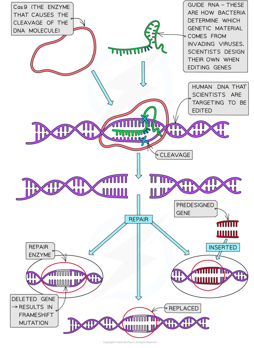 <p>allows genetic engineers to alter dna of org by inserting, deleting or replacing dna at specific sites in genome known to cause disease. foreign dna is not introduced to genome.</p>