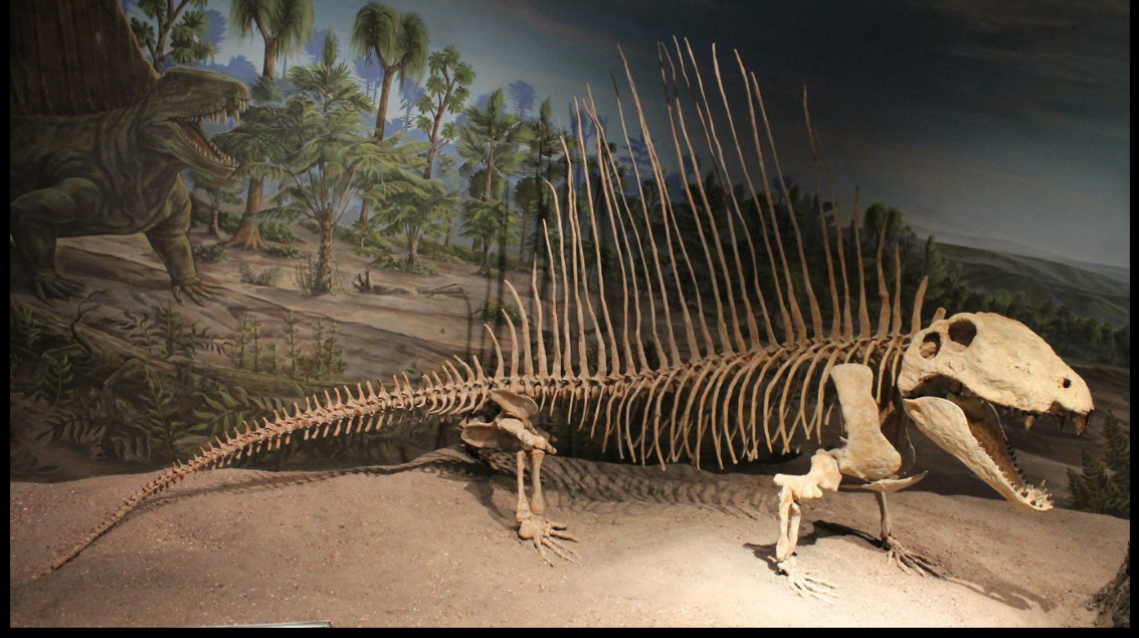 <ul><li><p>apex predator </p></li></ul><p></p>