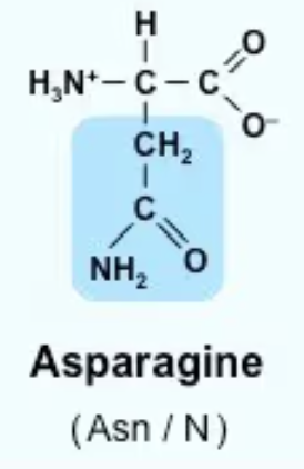 <p>Asn/N<br>*CH2—CON<br>Polar</p>