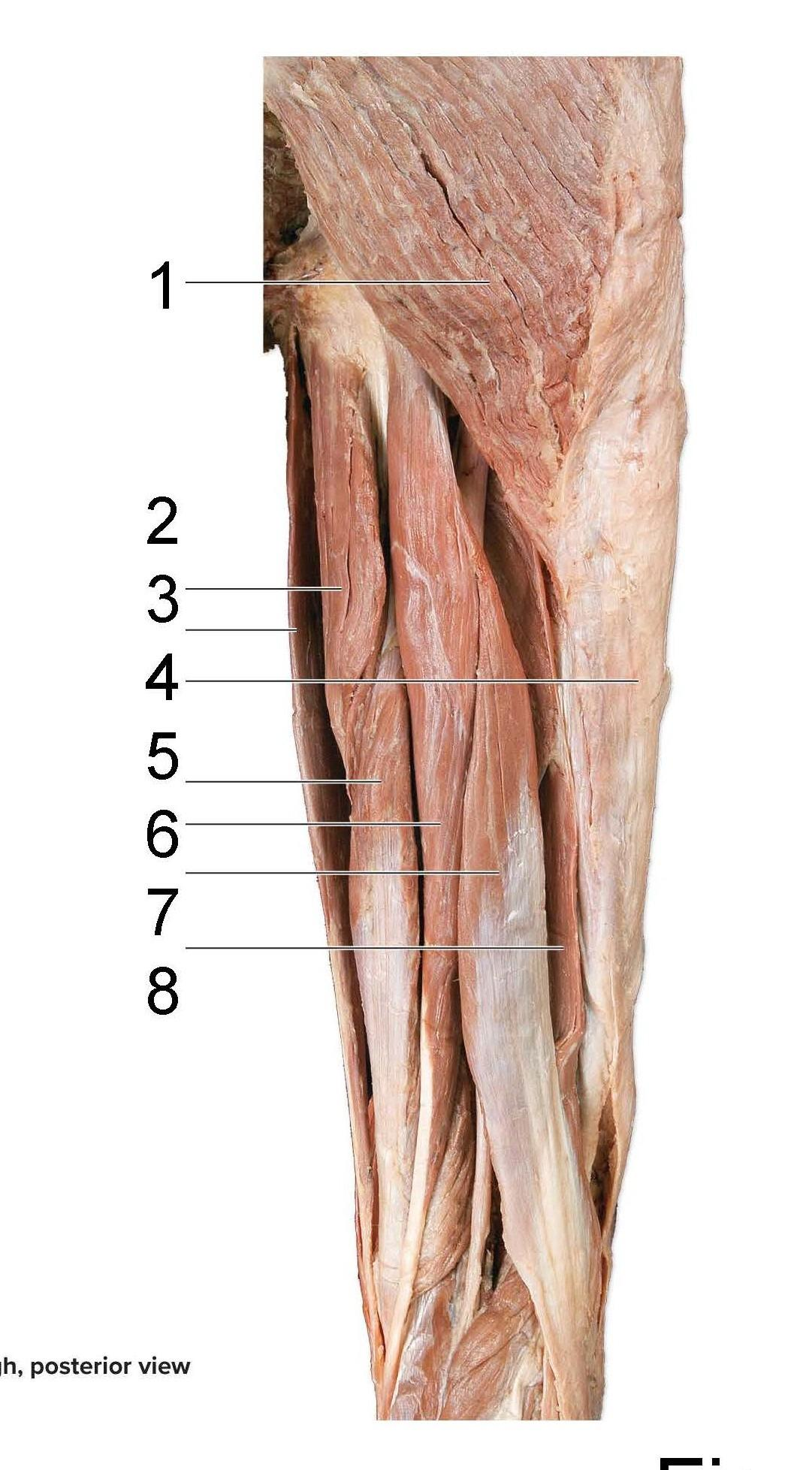<p>What is identified in the photo 1-8</p>