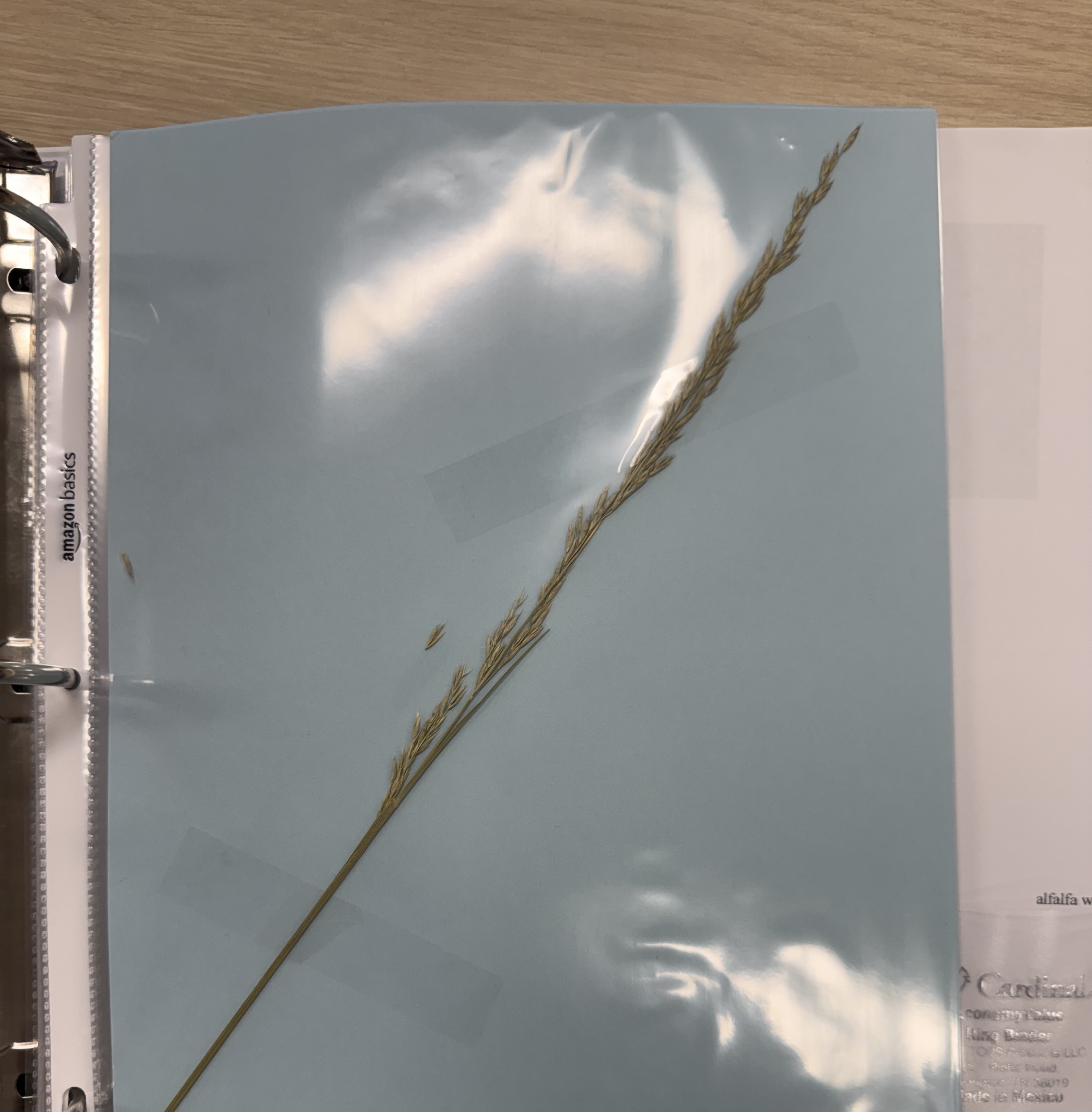 <p>Plant</p>
