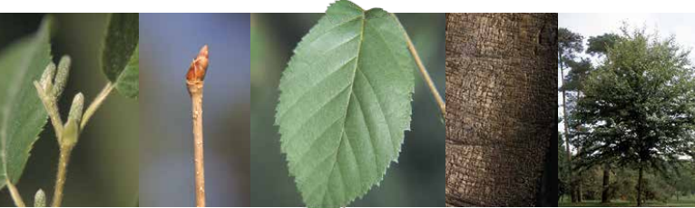 <p>Identify this tree: </p>