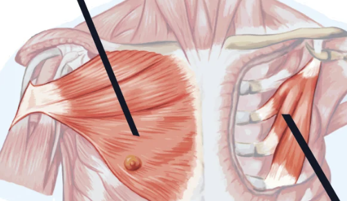 <p>muscles of the chest that assist the swinging movements of the arm</p>