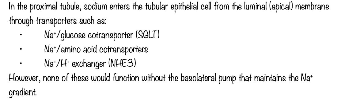 <p>C- Na+-K+-ATPase pump.</p>