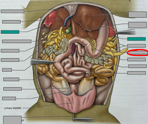 <p>What part of the organism is this?</p>