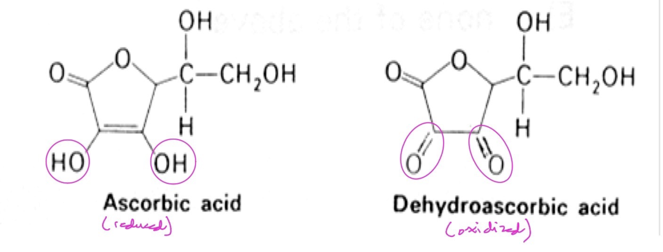 <p>1. <em>Coenzyme derivative</em>: NONE (form ingested is the active form)</p><p class="p1">2. <em>Carrier of</em>: two hydrogen atoms (NOT protons)</p><p class="p1">3. Structures of ascorbic acid (reduced form) and dehydroascorbic acid (oxidized form)—<strong><em>See figure below</em></strong></p><p class="p1">4. Function and enzymes requiring vitamin C: acts as an antioxidant (reducing agent); important in hydroxylation reactions, such as the action of prolyl and lysyl hydroxylases on collagen.</p><p class="p1">5. Deficiency: Scurvy</p><ul><li><p class="p1">Vitamin C is essential for the formation of functional collagen (which contains hydroxylated amino acids)</p></li><li><p class="p1">Symptoms (like easy bleeding and bruising, oral gum regression (<strong><em>see figure below</em></strong>), and joint pain) are directly related to the weakening of collagen-containing tissues such as blood vessels, connective tissue, and bone.</p></li></ul><p class="p1">6. <em>Fun fact</em>: Most mammals can synthesize ascorbate from glucose. However, humans, other primates, guinea pigs, and bats lack the terminal enzymes. We still have the gene, but it is mutated so that no protein is produced (happened about 1 million years ago)!</p>