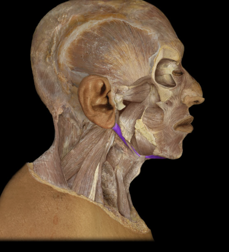 <p>origin: the mastoid notch (or mastoid groove) of the temporal bone insertion: intermediate tendon</p>