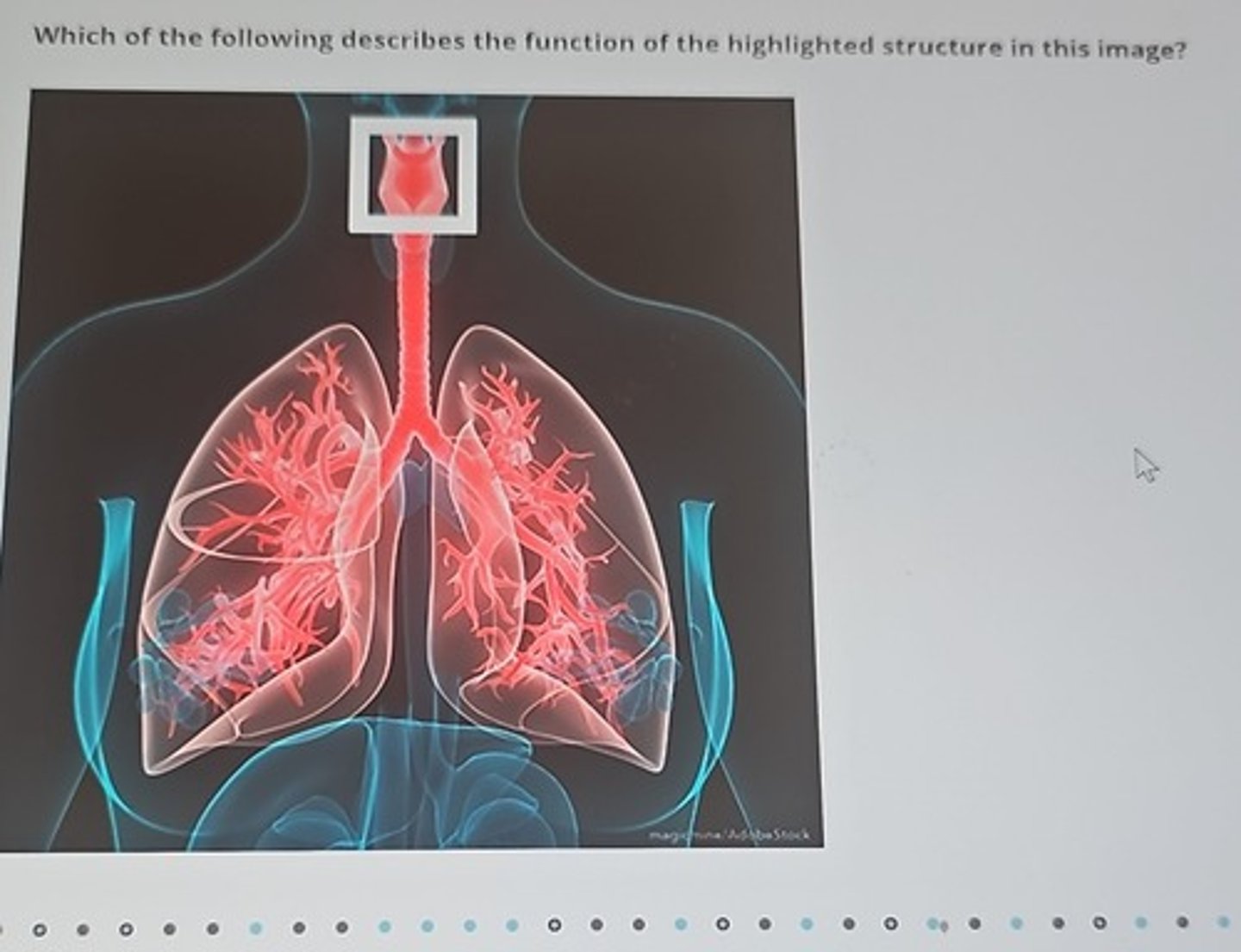 <p>a. It contains vocal cords essential for speech.</p>