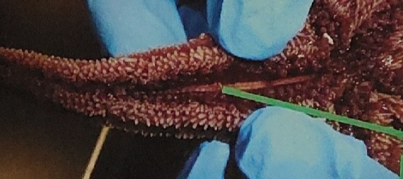 <p>what is pointed to on this sea star</p>