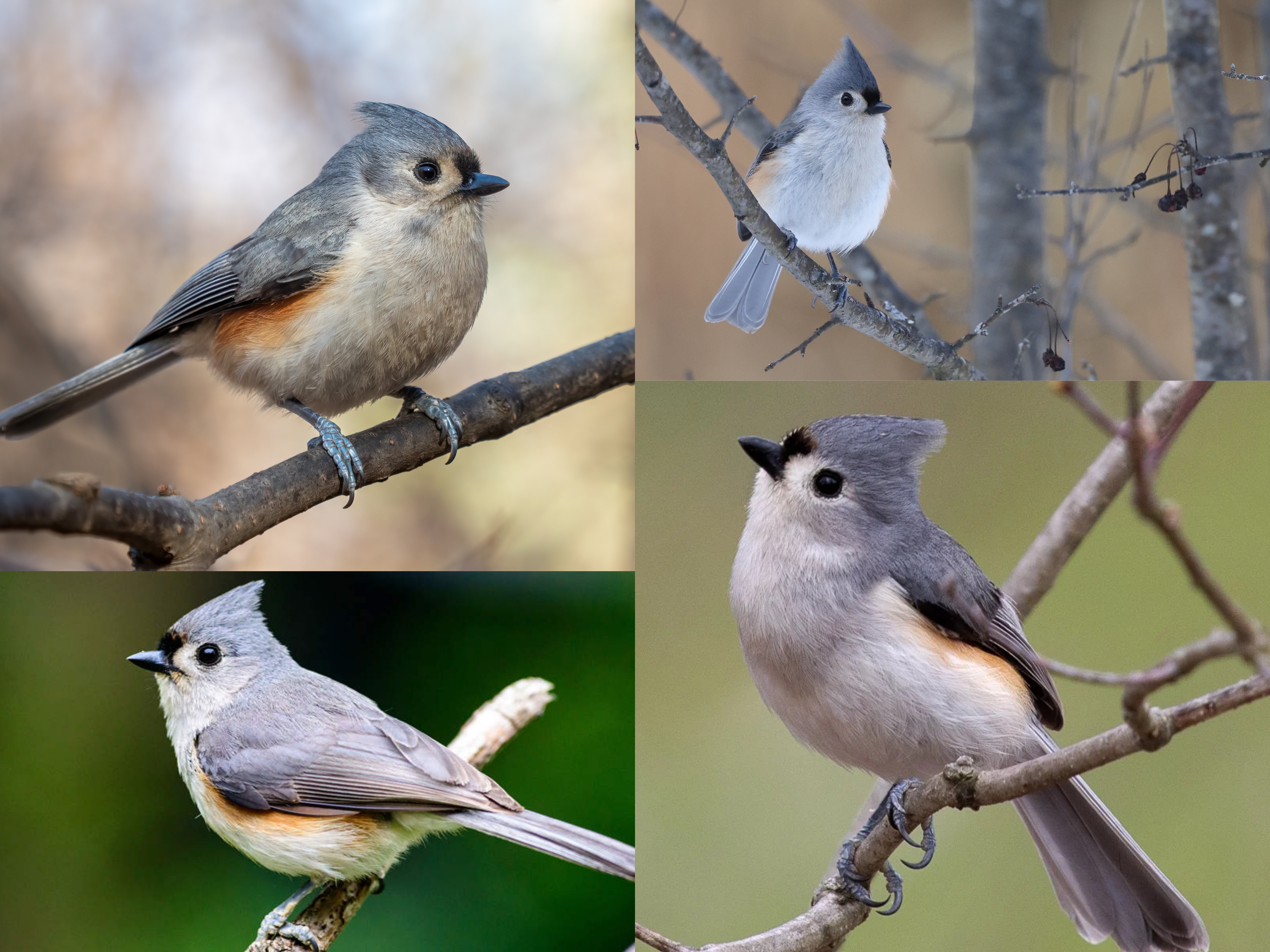 <p>Order:</p><p>Family:</p><p>CN:</p><p>Alpha Code: </p>