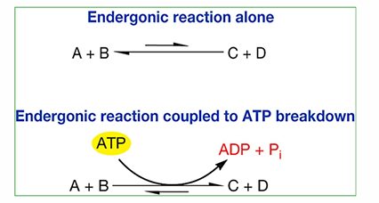 <p>highly exergonic, it releases lots of energy. This can be couples to endergonic reactions to drive them forward.</p>