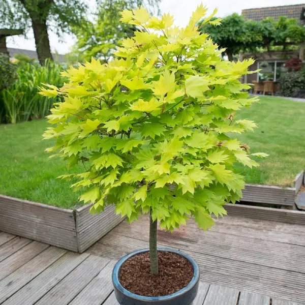 <p>Acer palmatum Japanese maple</p><p><span>A variable small tree with small, deeply 5 to 7-lobed leaves often colouring well in autumn. Small red flowers in spring are followed by winged, red or green fruits</span></p>