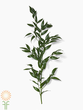<p>What is the scientific name for this plant?</p>