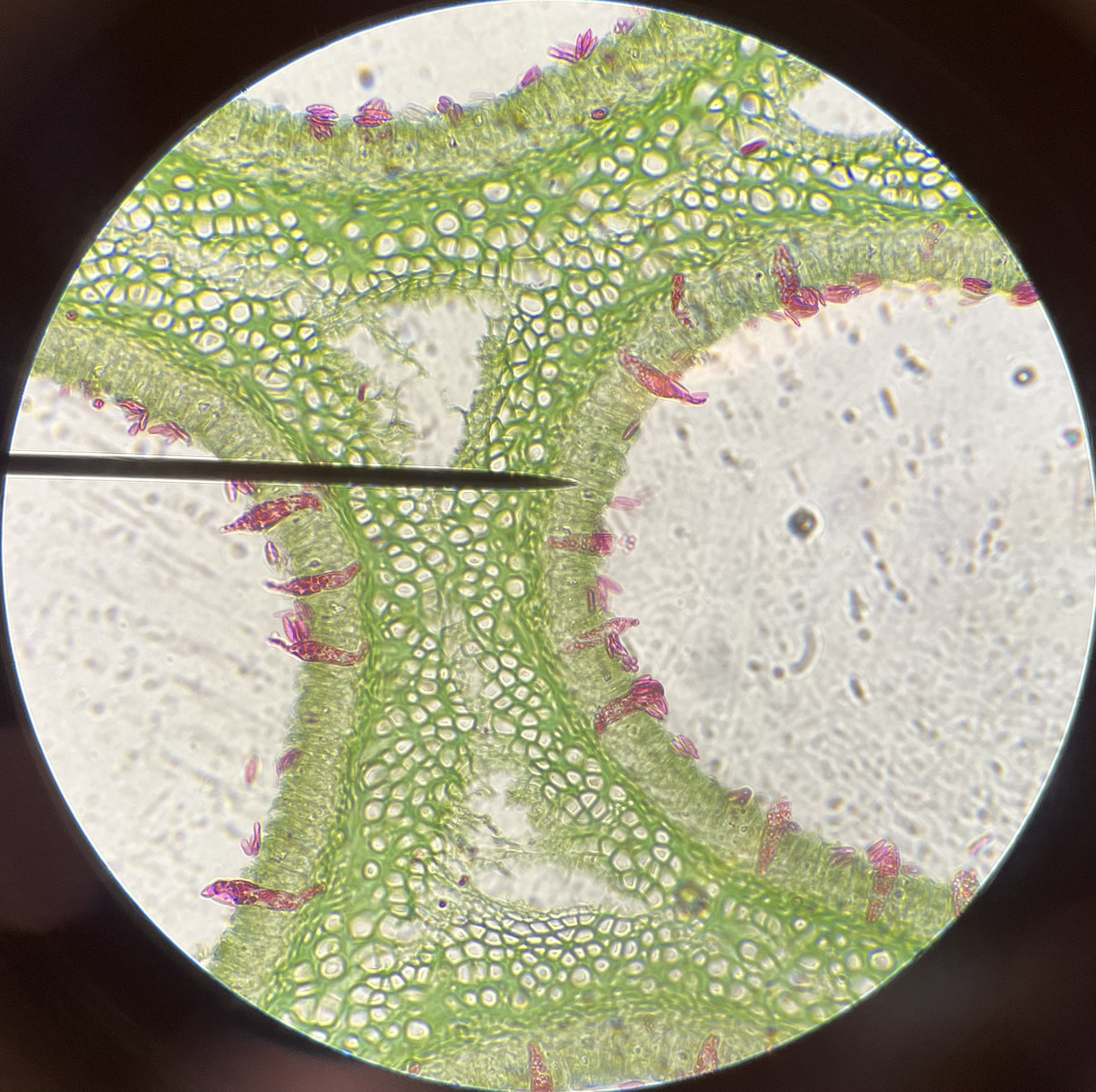 <p>What is the pointer on?</p>