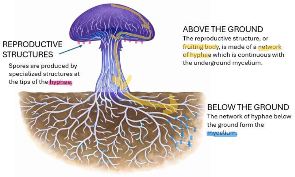 <ul><li><p><u>Network of hyphae</u></p></li><li><p>the vegetative, root-like part of a fungus, consisting of a vast, branching network of fine white threads called hyphae</p></li></ul><p></p>