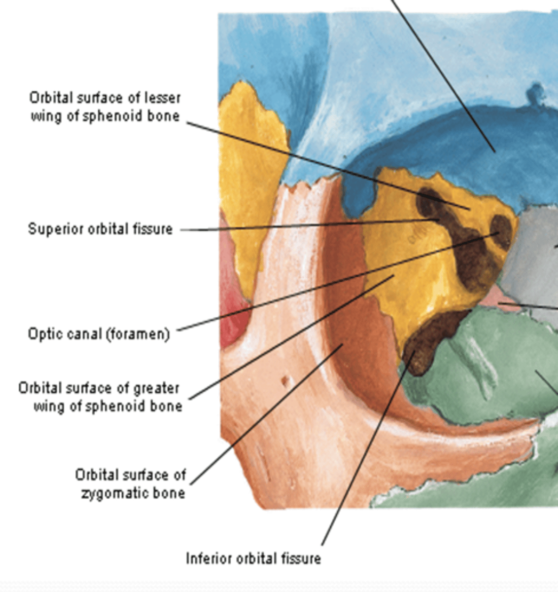 <p>What contributes to the lateral wall of the orbit? </p>