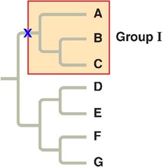 <p>an ancestor and ALL of its decedents. Group 1 is a clade.</p>