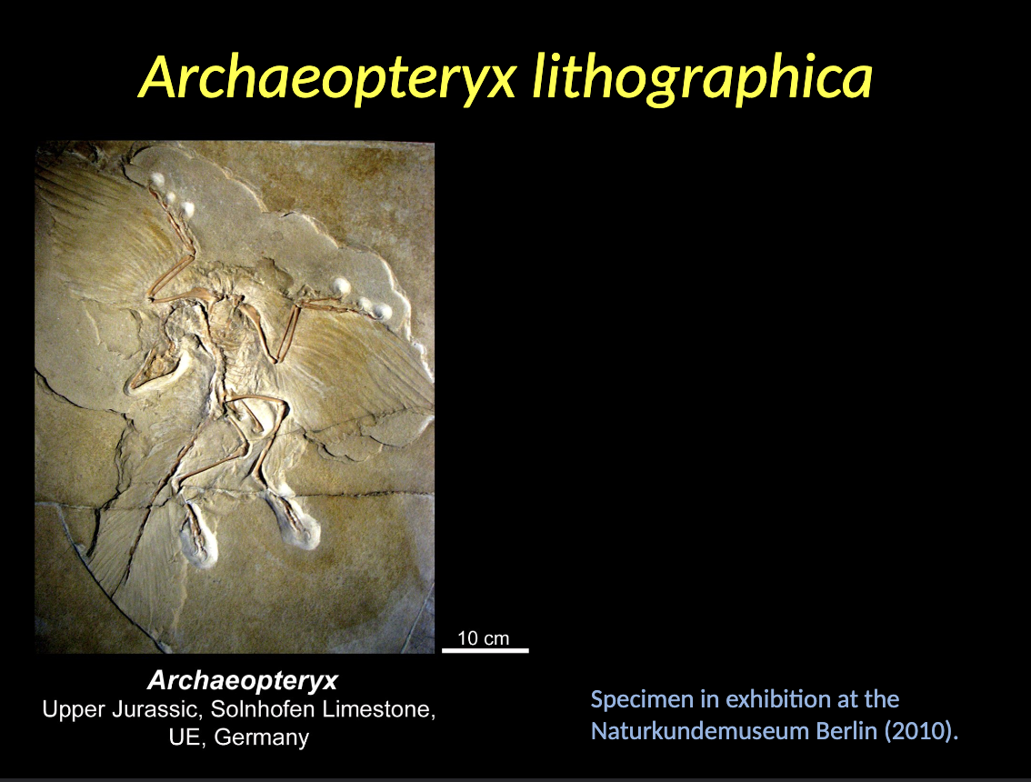 <p><span style="color: rgb(249, 241, 241);">Evolution of flight</span></p><ul><li><p><span style="color: rgb(249, 241, 241);">An interesting evolutionary trend within the theropod group started in the WHAT times - WHAT.</span></p></li><li><p><span style="color: rgb(249, 241, 241);">Some of the small-sized theropods started to develop features resembling those of the birds (WHAT theropods).</span></p></li><li><p><span style="color: rgb(249, 241, 241);">It all began with WHAT </span></p></li></ul><p></p>