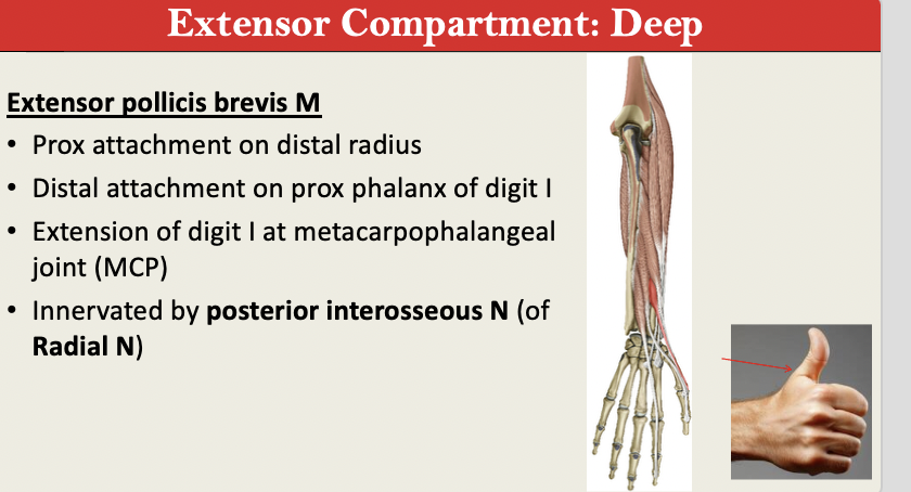 <p>M: Extension of THUMB at MCP<br>N: Posterior Interosseous (Radial N)<br>PA: Distal Radius<br>PD: Prox Phalanx of D1<br>G: Extensor Deep</p>