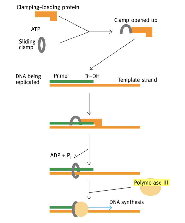 <p>Complexe protéique composé d’un anneau protéique suffisamment grand pour permettre le passage du double brin. Chez les euracyote : trimère de PCNA (proliferating cell nuclear antigen). Le sliding clamp est amené sur l’ADN par le clamp-loading complex (complexe chargeur de clamp, chez les eucaryotes). </p>