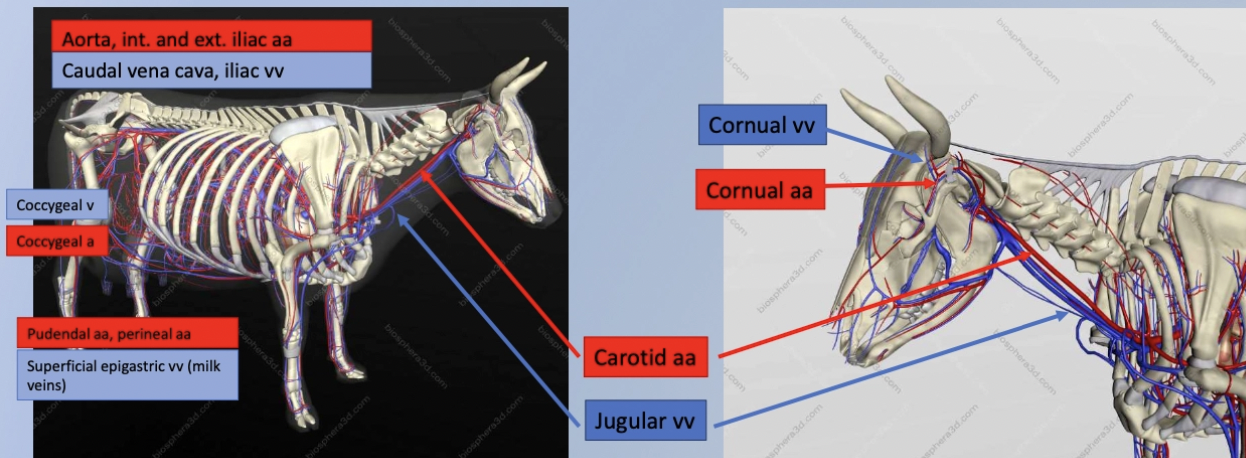 <ol><li><p>Aorta and caudal vena cava</p></li><li><p>Internal and external iliac arteries + iliac veins</p></li><li><p>Coccygeal vein + artery = Tail blood sample</p></li><li><p>Pudendal artery and perineal artery</p></li><li><p>Superficial epigastric vein (aka. milk veins) = Supplying and draining udder</p></li><li><p>Cornual vein and artery</p></li><li><p>Carotid arteries and jugular vein = Blood sample or IV injections</p></li></ol><p></p>
