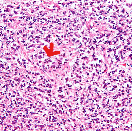 <p>What cells are theses?</p>