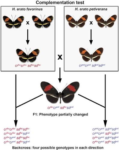 <p>when two different recessive mutations, each causing the same mutant trait (like white flowers or deafness), are crossed, and their offspring show the normal, wild-type phenotype (purple flowers, hearing) because each parent provides a functional copy of the gene mutated in the other. This process, often revealed through a complementation test, shows the mutations are in different genes (non-allelic), allowing the normal allele from one parent to "complement" or fix the defect from the other, restoring function. (violates Law of Independent Assortment [different genes for different traits can interact] and Law of Dominance [two different recessive mutations can restore a normal phenotype when combined</p><p class="is-empty is-editor-empty has-focus"></p>