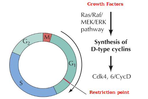 <p>Growth factors → Ras/Raf/MEK/ERK pathway → Synthesis of D-type cyclins Cdk4, 6/CycD</p>