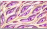 <p>Supports, connects, and protects other tissues.</p>