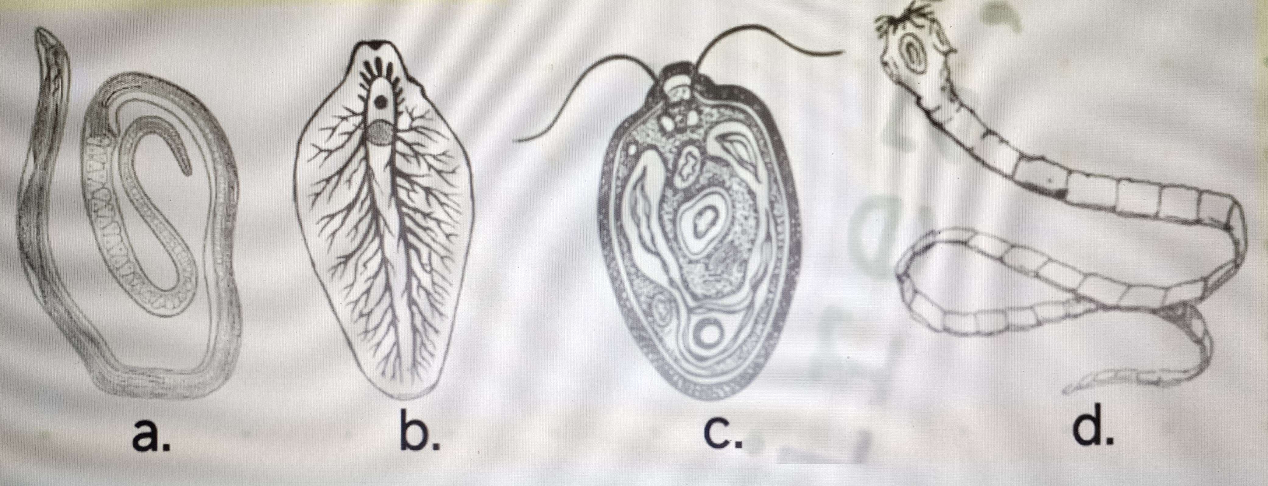 <p>Which is a nematode</p>