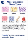 <p>areolar</p><p>adipose </p><p>reticular</p><p>dense connective tissue</p><p>cartilage </p><p>bone</p><p>blood</p>