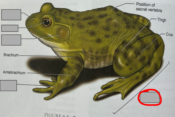 <p>What part of the organism is this?</p>