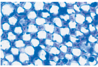 <p></p><ul><li><p>Have thicker and uneven cell walls</p></li><li><p>Provide flexible support without restraining growth</p></li><li><p>Are grouped in strands and help support young parts of the plant shoot (plant can grow a bit taller)</p></li><li><p>Alive<br><br>Ex: celery: mainly made of collenchyma cells to help with growth/support. Found in strands/bundles. What makes celery crunchy</p></li></ul><p></p>