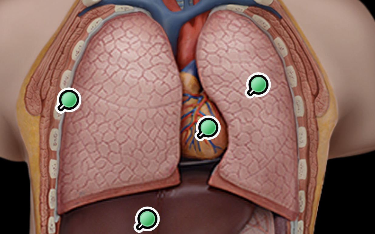 <p>Lobes of the lung </p>