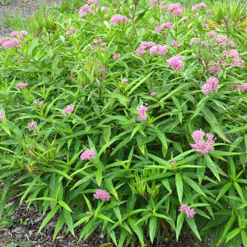 <p>Tall, slender perennial herb standing upright in wet meadows, ditches, and sunny floodplain edges.</p>