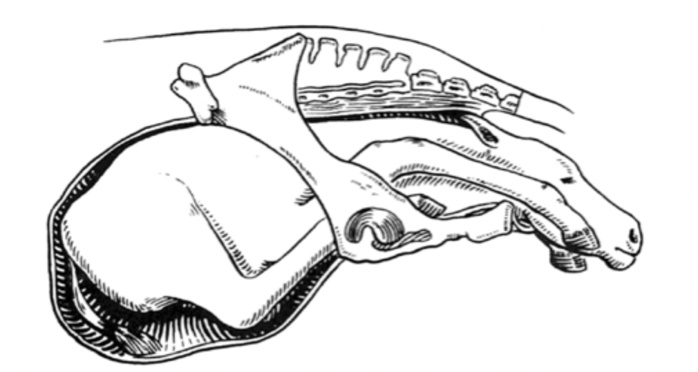 <p>Describe the abnormality in this image. </p>