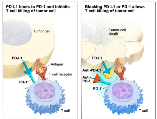 <ul><li><p>‘immune checkpoint inhibitors’ relieve inhibition of T cells by tumor cells</p></li><li><p>target inhibitory immune checkpoint receptors on tumor cells → PD-L1, CTLA-4)</p></li><li><p>can also target ligands on T cells → PD-1, CD80/86</p></li><li><p>small antibody mol → bind to receptors, block signalling</p></li></ul><p></p>