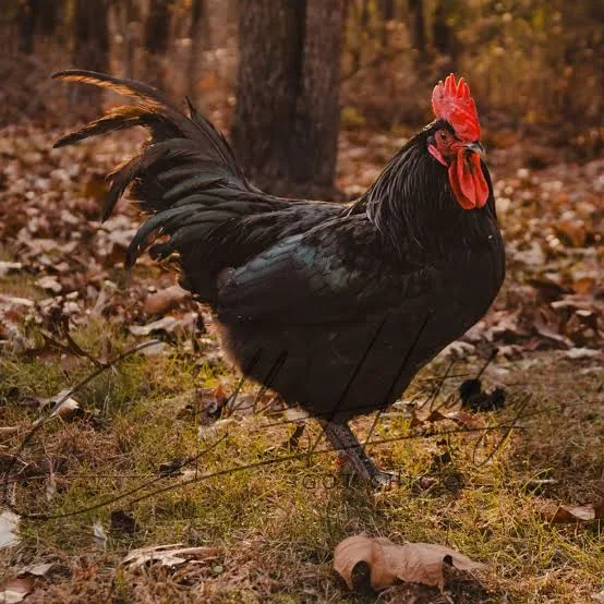 <p>wat voor ras is dit?</p>