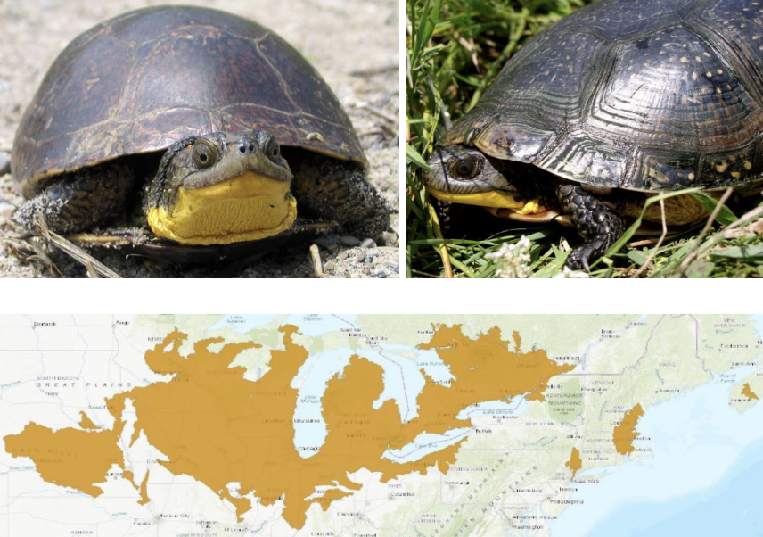 <ul><li><p><span style="background-color: transparent;"><strong>Habitat:</strong> </span><span>semi-aquatic using ephemeral wetlands/ponds in spring and nearby terrestrial habitat in the summer</span></p></li><li><p><span style="background-color: transparent;"><strong>Diet:</strong> </span><span>plant material (roughly 50%), crayfish and other crustaceans, insects, occasional fish</span></p></li><li><p><span style="background-color: transparent;"><strong>Characteristics:</strong> semi-aquatic, semi-terrestrial, decently domed shell, </span><span>dark smooth mottled shell, yellow chin</span><span style="background-color: transparent;">, inner arms and sides may also have yellow coloration</span></p></li></ul><p></p>