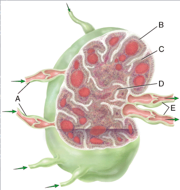 <p>What type of cell is located in area B in the figure?</p><p>a) B cells</p><p>b) dendritic cells</p><p>c) macrophages</p><p>d) T cells</p><p>e) plasma cells</p>