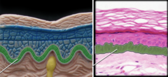 <p>the deepest layer of the epidermis consisting of stem cells capable of undergoing cell division to form new cells</p>