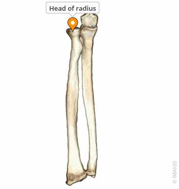 <p>Head of the radius </p>