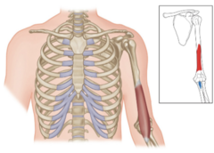 <p>What is the origin of the brachialis?</p>