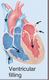 <p>Ventricular filling - Bicuspid valve opens, blood flows from artia back into ventricles, ventricles refill </p>