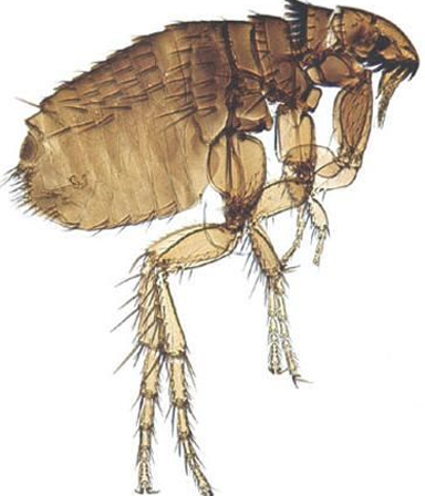 <p>Cat flea</p>
