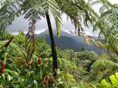<p>the rain forest</p>