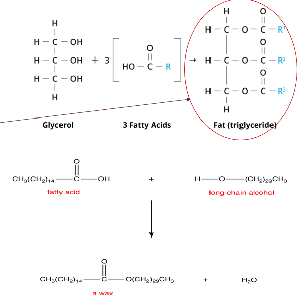 <ul><li><p>Fats defined as esters of higher carboxylic acids with glycerol</p></li><li><p>Waxes are esters of fatty acids with higher alcohols</p></li><li><p>Among glycerides (fats), the triglycerides are dominant compared to mono &amp; diglycerides</p></li><li><p>Apart from fats &amp; waxes, free fatty acids &amp; alcohols are components of extractives</p></li><li><p>Freed fatty acids considerably higher in heartwood than sapwood</p></li><li><p>More than 20 fatty acids identified</p></li><li><p>Generally more saturated monoeric, dienic &amp; trienic acids with 16-22 C atoms, but also lower acids (C10-C14), higher ones (C24-C30)</p></li></ul><p></p>