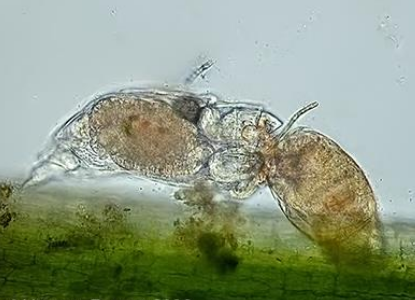 <p>Interaction where one species kills and eats the other</p>