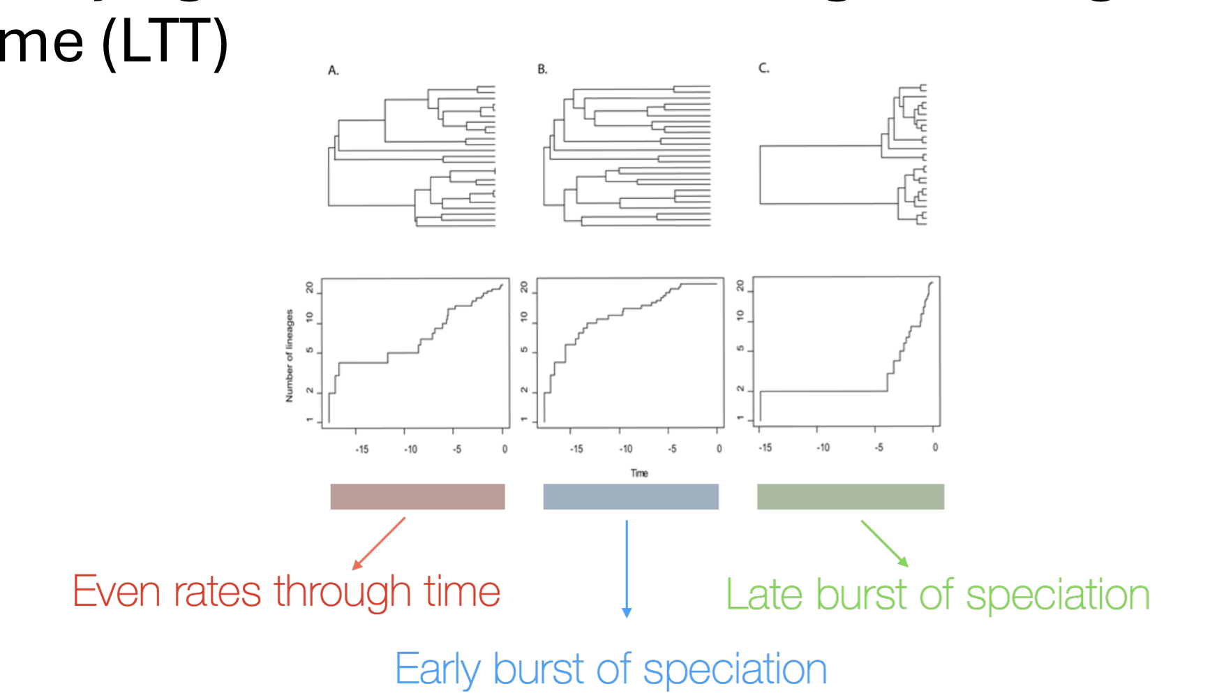 <ul><li><p>even rates through time</p></li><li><p>early burst of speciation</p></li><li><p>late burst of speciation</p></li></ul><p></p>