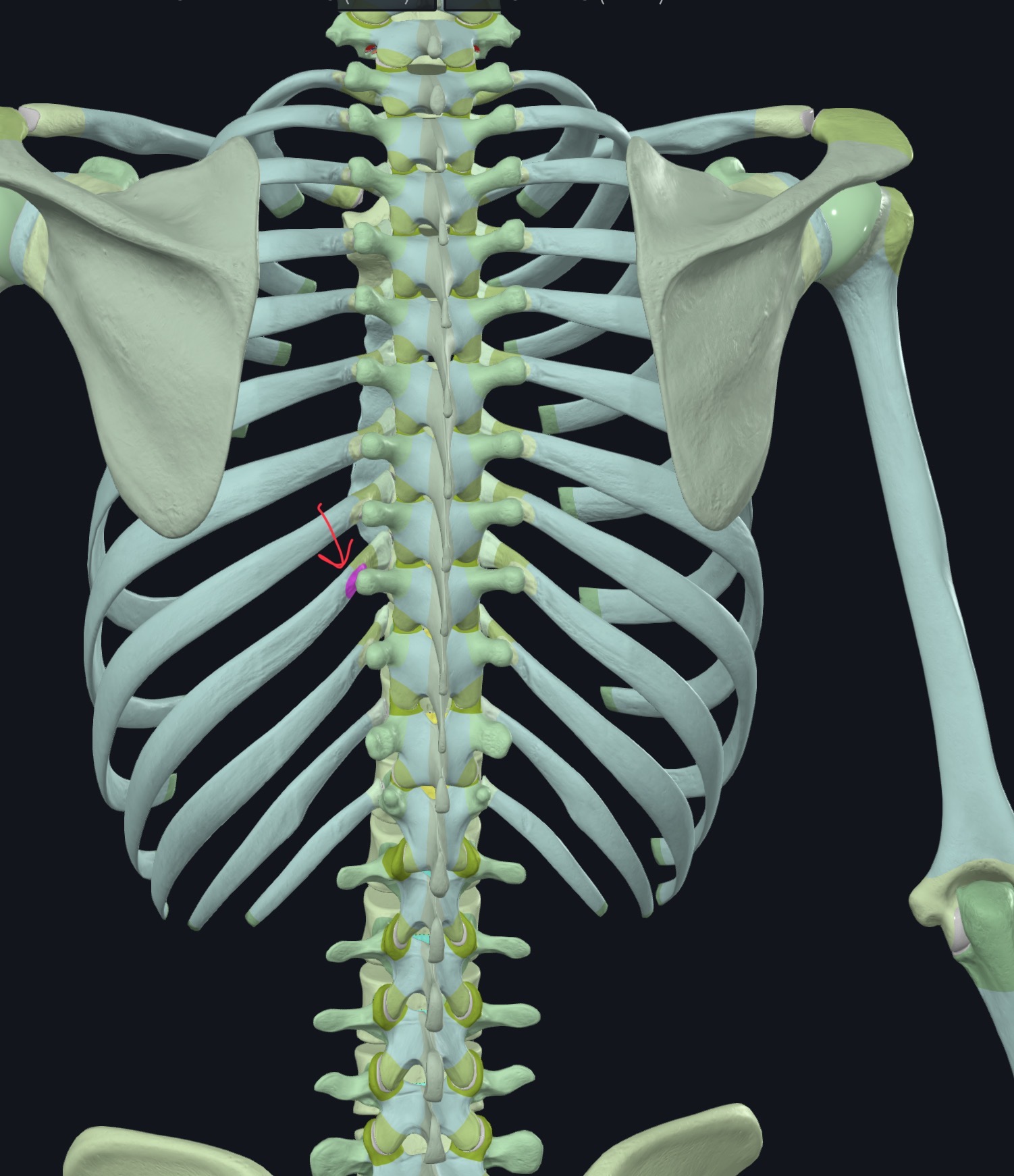 <p>articulates with transverse process of thoracic vertebra</p>